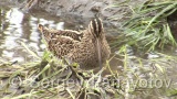 Video of Common Snipe - Eating Common Snipe in the mud lake